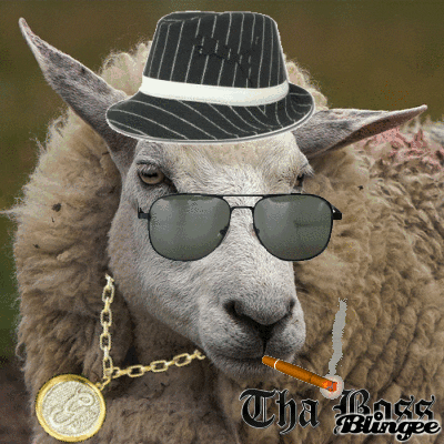 giphy.gif