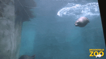 Chicago Swimming GIF by Brookfield Zoo