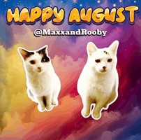Happy White Cats GIF