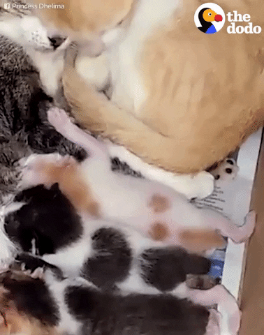 cat kittens GIF by The Dodo