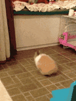 bunny fail GIF