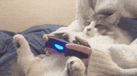 Pawpad-gamer GIFs - Get the best GIF on GIPHY