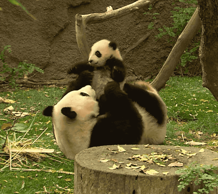 giant-panda-gifs-find-share-on-giphy