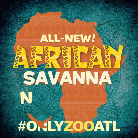 Atlanta Africa GIF by ZooATL