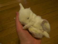 bunny sleeping GIF