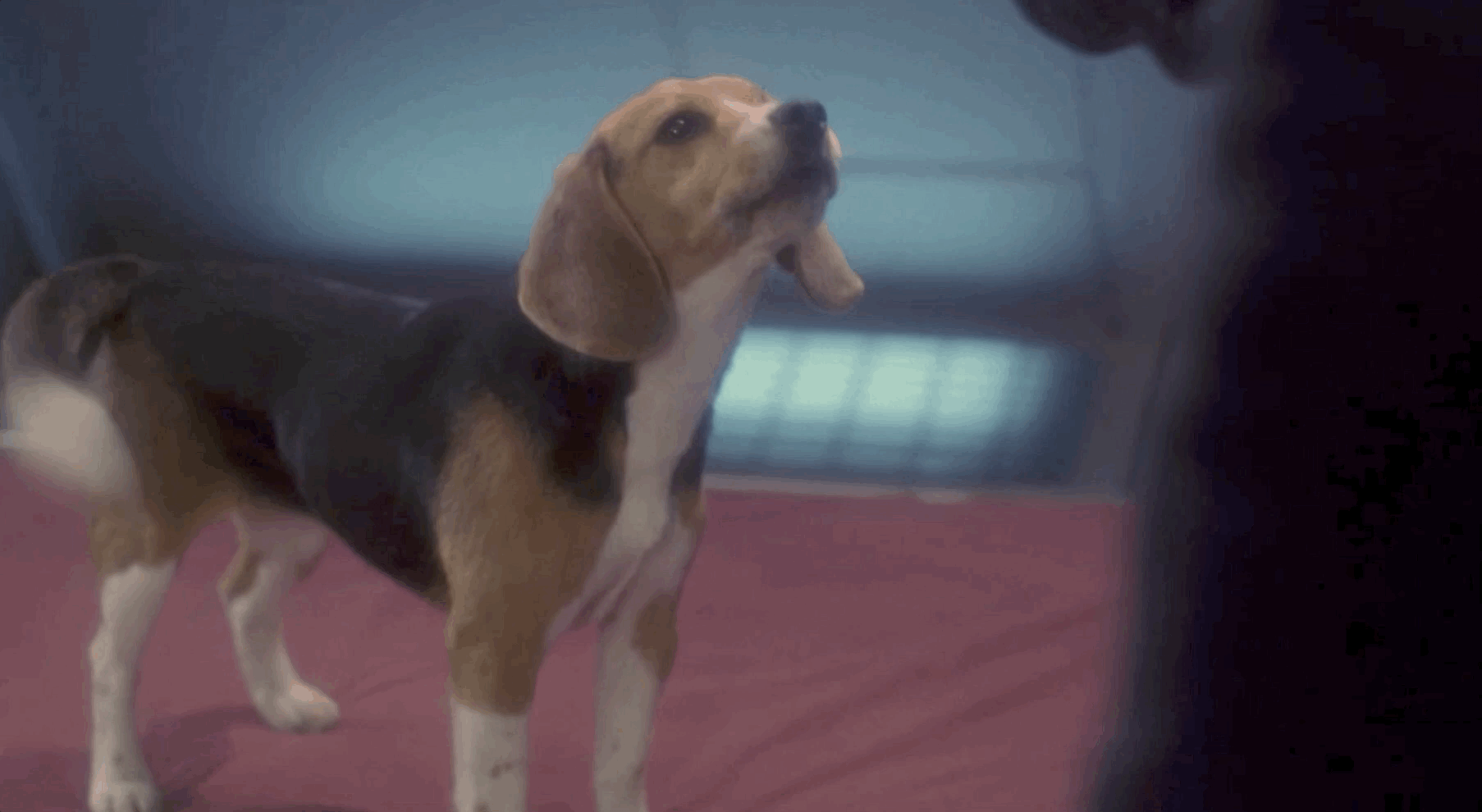 beagle dog barking