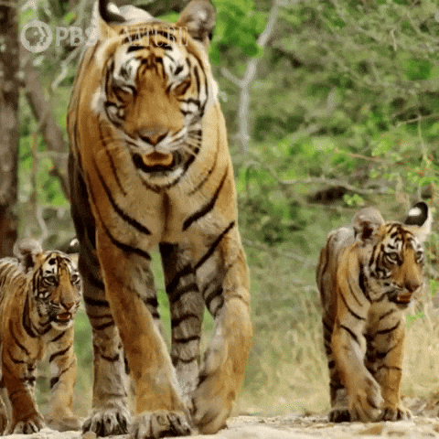 Explore Pbs Nature GIF by Nature on PBS