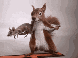 GIF by Dolittle