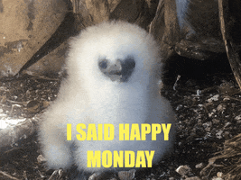 Screaming Angry Bird GIF by U.S. Fish and Wildlife Service