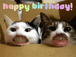 Video gif. Two cats lay in a box next to each other, resting their chins on the side of the box and looking at us. They have human mouths and teeth. One of them grits their teeth, opens and closes them. The other one sticks its tongue out. Text, “Happy birthday.”