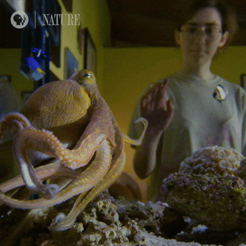 Marine Life Sea GIF by Nature on PBS