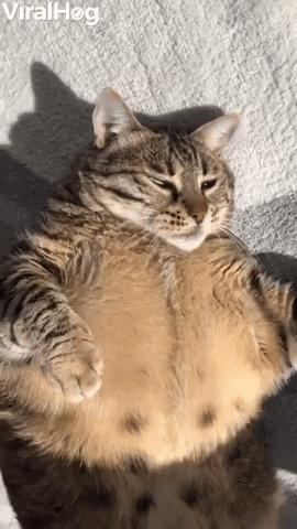 Sefa The Chonky Cat Loves To Sunbathe GIF by ViralHog
