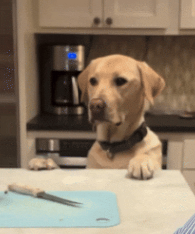 Dog GIF