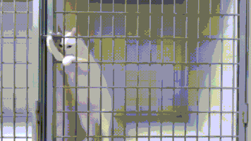 cat tap break prison GIF