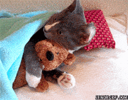 Video gif. A gray cat lies under a light blue blanket with its forepaws around a teddy bear. As the cat looks at us, it hugs the bear tight.