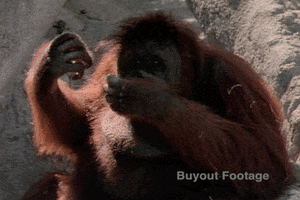Monkey GIF by Buyout Footage