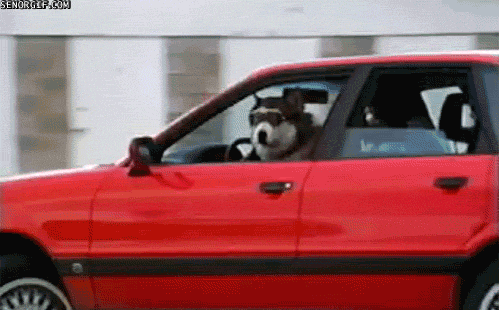 Dog Driving GIF - Find & Share on GIPHY