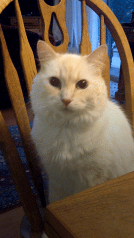 White fluffy cat says We need to talk