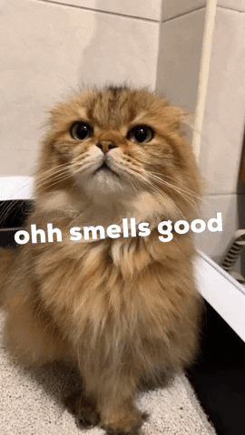 Cats Lol GIF by Likee US