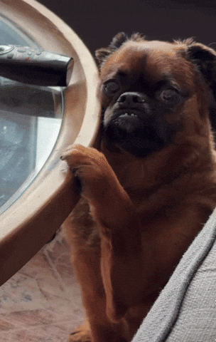 Staring Look Here GIF