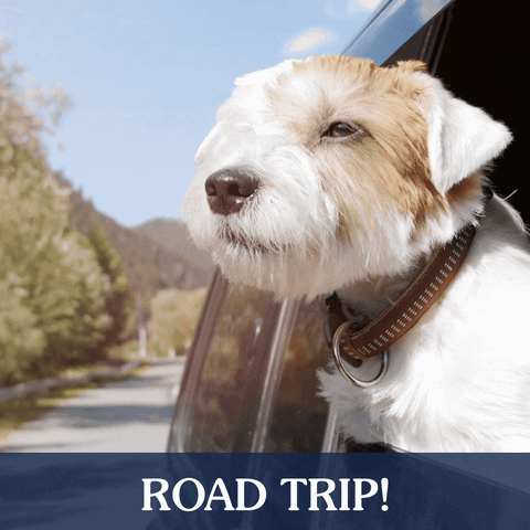 Road Trip Dogs GIF by Taste of the Wild