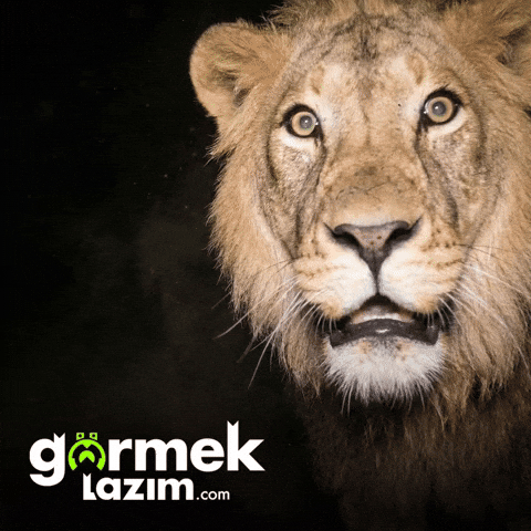 Shocked Lion GIF by Görmek Lazım