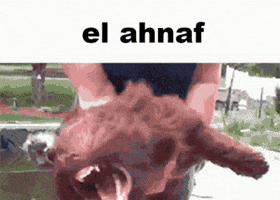 Ahnaf GIF