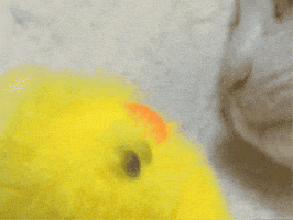 Dance GIF