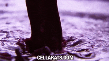 Cellar Rats by Itasca Films GIF