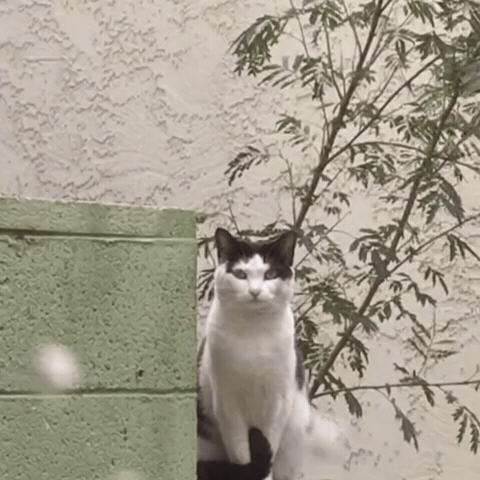 Mad Cat GIF