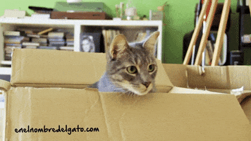 enelnombredelgatocom cats gatos neko cat boxes GIF