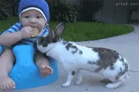 Animals Being Jerks ( 17 gif ) 1 200w.webp?cid=790b7611e9bfd811ef7b0fe09acd027a726c5ee9566bd900&rid=200w
