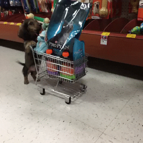 A Dog Shopping for Food