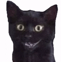 Black Cat Laughing GIF