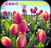 Happy Good Morning GIF by Guided by Light Art
