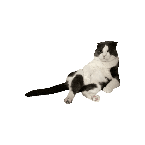 National Cat Day Sticker by whiteandcodubai