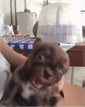 مضحك GIF