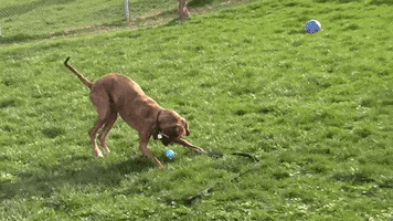 happy woof GIF by Nebraska Humane Society