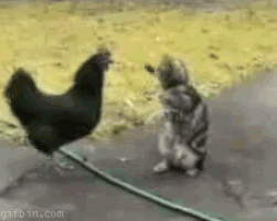 cat fighting GIF