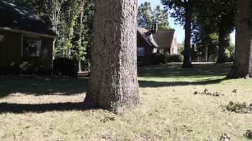 Oak Tree GIF by JC Property Professionals