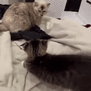 Cat Fighting GIF