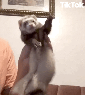 Ferret Dancing Animal GIF by TikTok