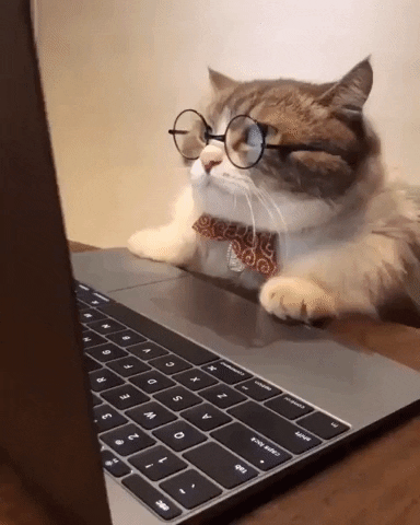 Gato estudando na internet
