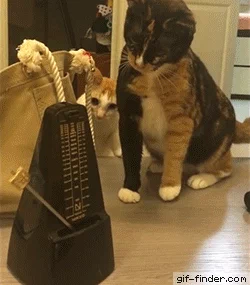 cats share GIF