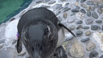 GIF by Mystic Aquarium