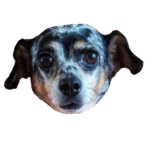 Dog Love Sticker by Gizmo & Friends