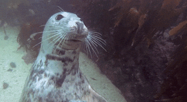 Seal Belly GIF