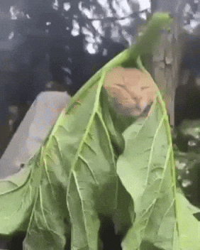 Cat Chilling GIF by Respective