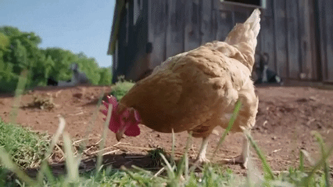 Kuřecí veganský GIF od Mercy For Animals
