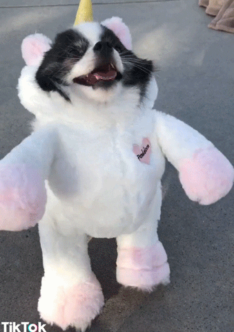 dance dog GIF by TikTok